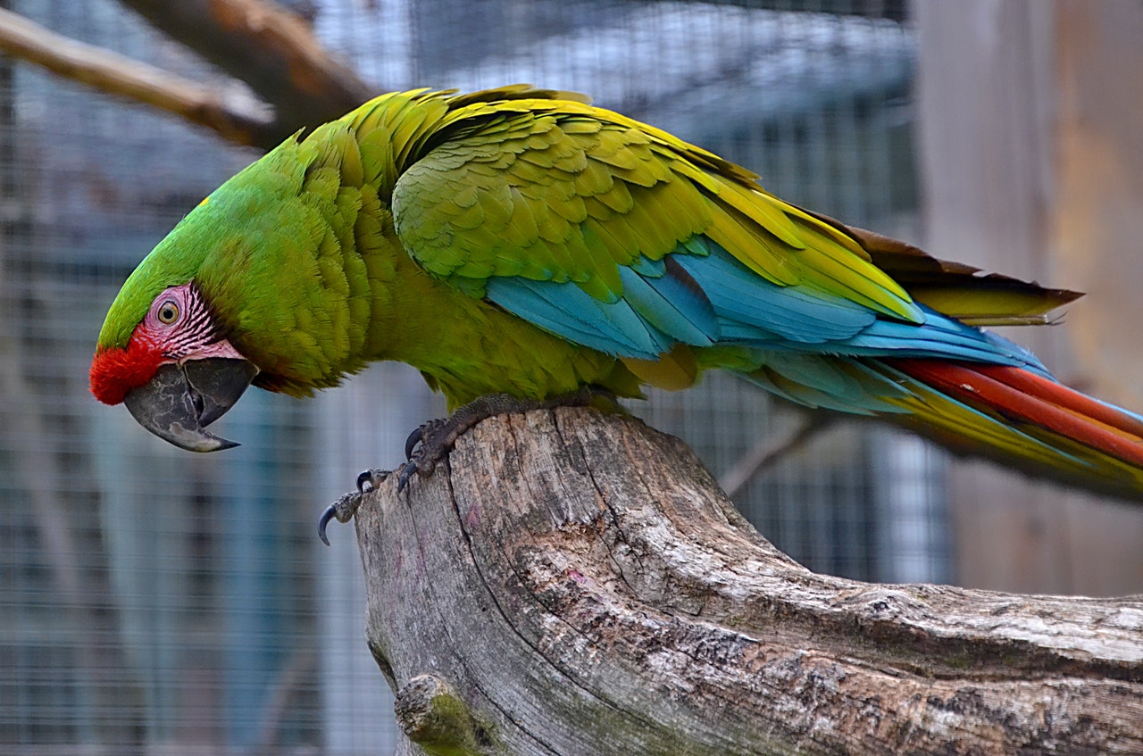 Papuga ara potrzebuje dużo rozrywki i atrakcji w klatce. Doskonała będzie dla niej woliera dla ptaków.